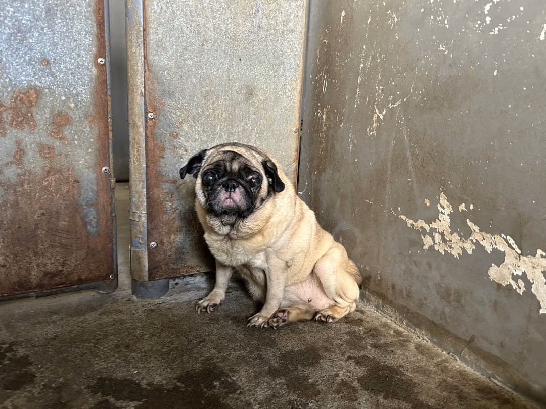 pug (Babae, Matanda na, puti), Maliit, blg. ng shelter …6002