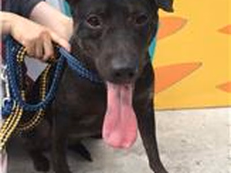 Black adult female mixed-breed dog, Medium, shelter no. …0008