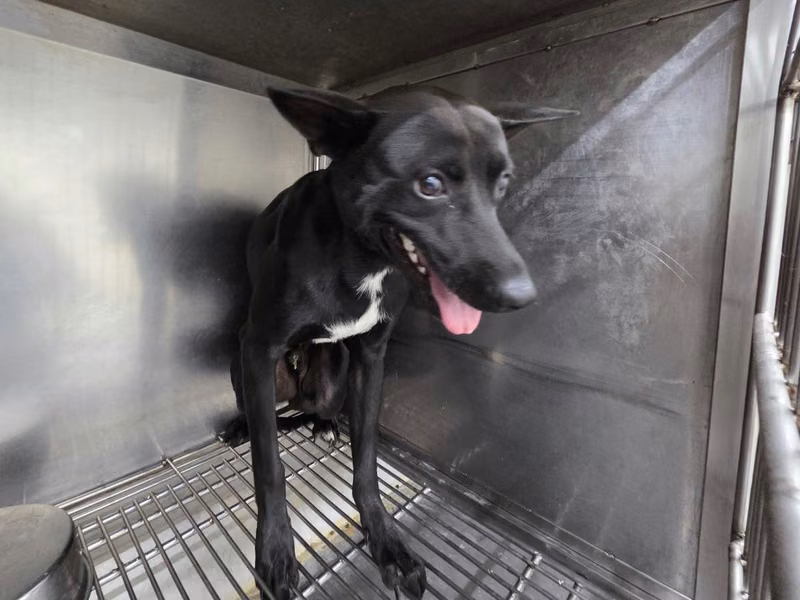Black-and-white adult male mixed-breed dog, Medium, shelter no. …1709