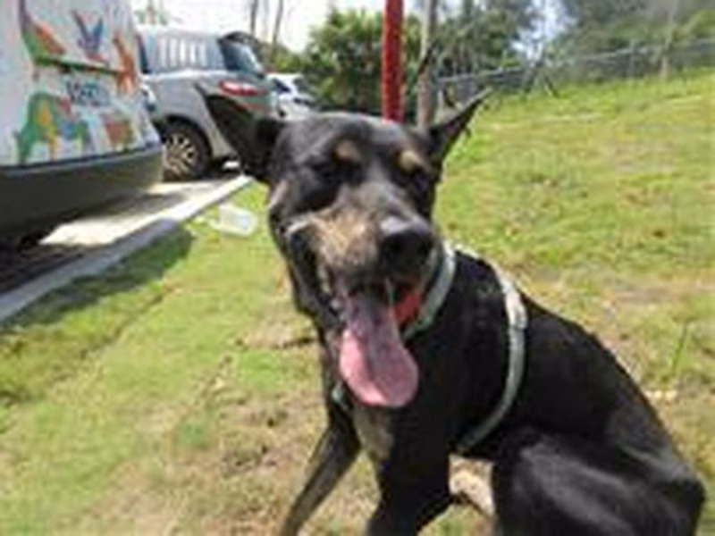 Brown-and-black adult male mixed-breed dog, Medium, shelter no. …7002