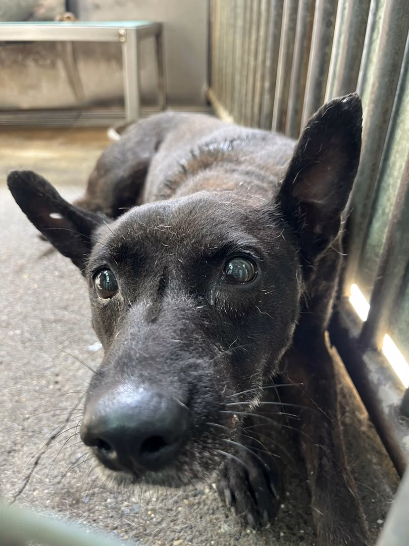 Black adult male mixed-breed dog, Medium, shelter no. …8001