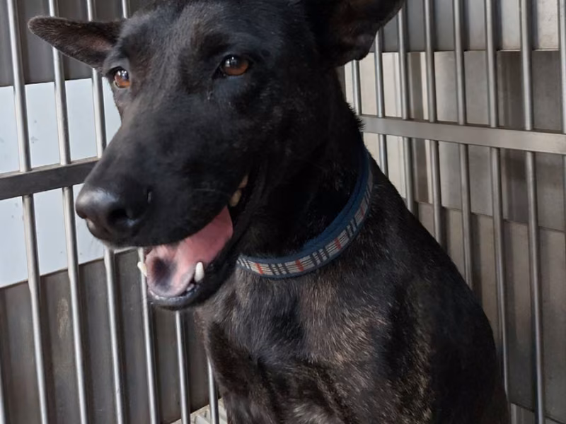 Black adult female mixed-breed dog, Medium, shelter no. …2201