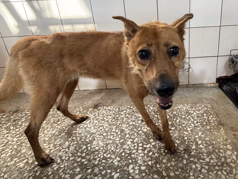 Tan adult female mixed-breed dog, Large, shelter no. …2A12
