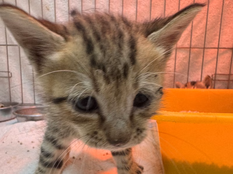 Gato mestizo macho joven (atigrado), Pequeño, refugio n.º …4009