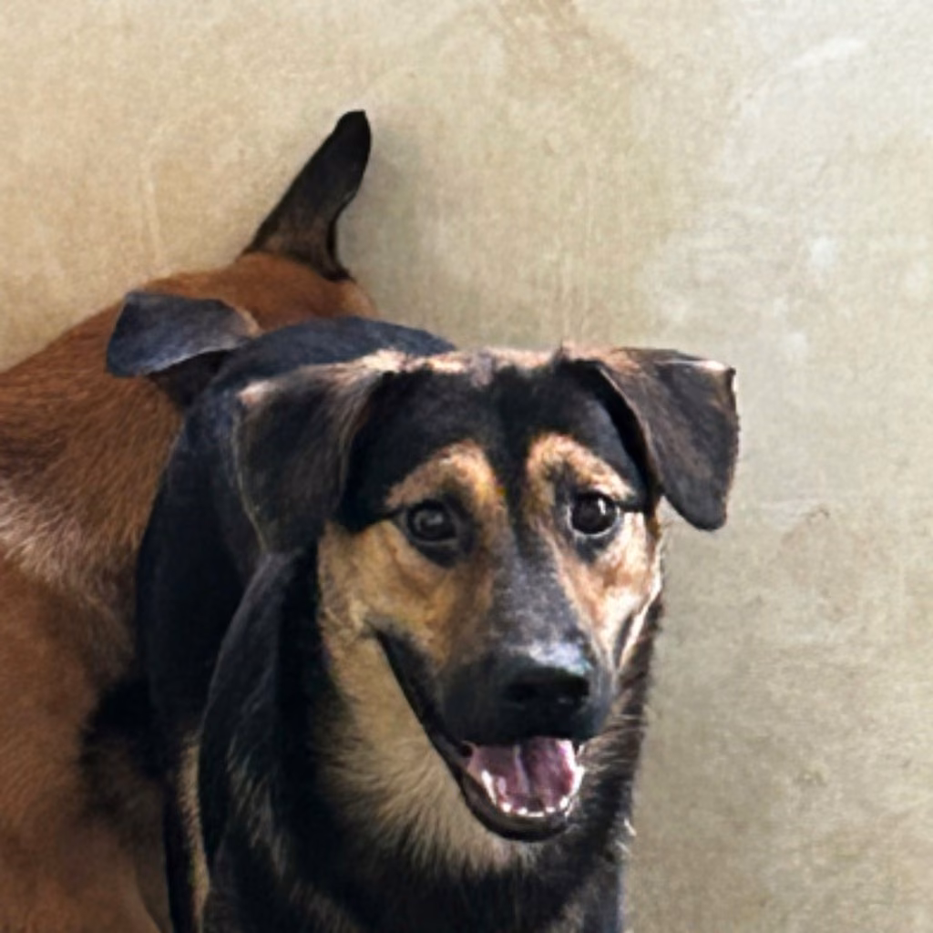 Black-and-tan young male mixed-breed dog, Medium, shelter no. …3011
