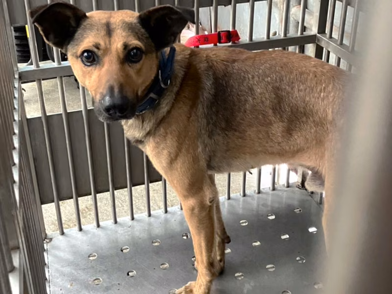 Adult male mixed-breed dog, Large, shelter no. …8002