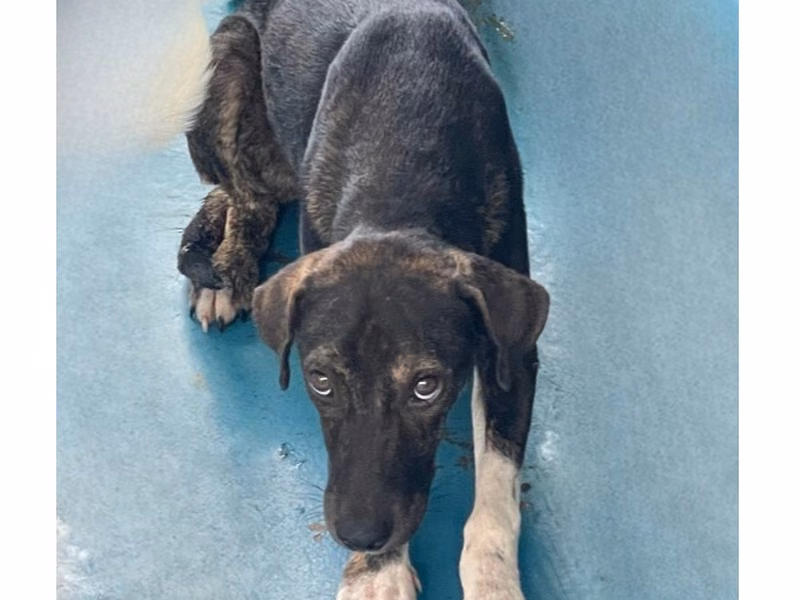 Black-and-white adult male mixed-breed dog, Large, shelter no. …9003