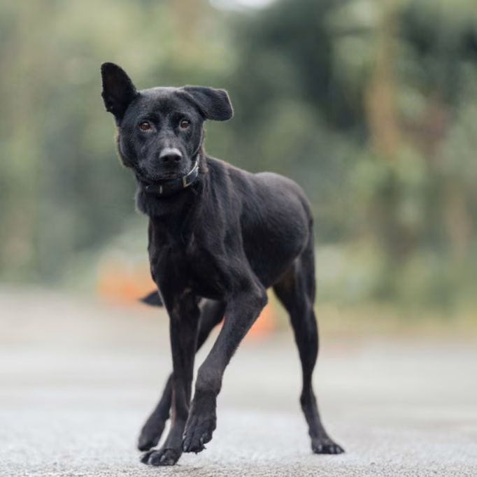 Black adult female mixed-breed dog, Medium, shelter no. …5004