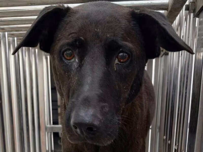 Black adult female mixed-breed dog, Medium, shelter no. …5003