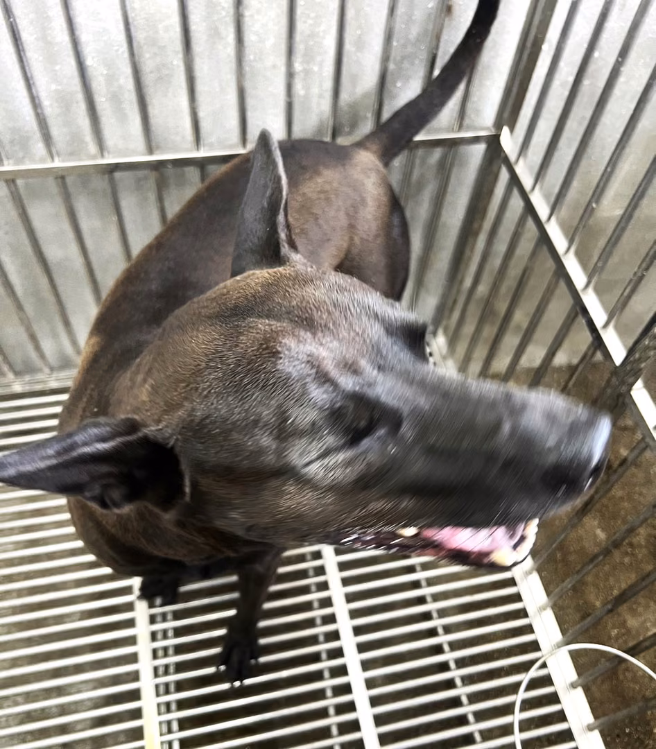 Black adult male mixed-breed dog, Large, shelter no. …8001