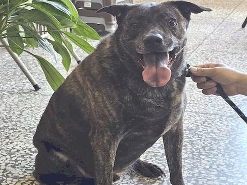 Tabby adult male mixed-breed dog, Large, shelter no. …0882