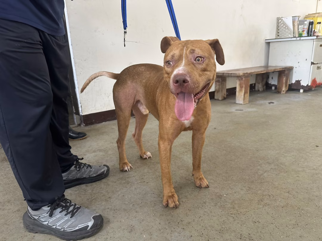 Tan adult male American Pit Bull Terrier, Large, shelter no. …0003