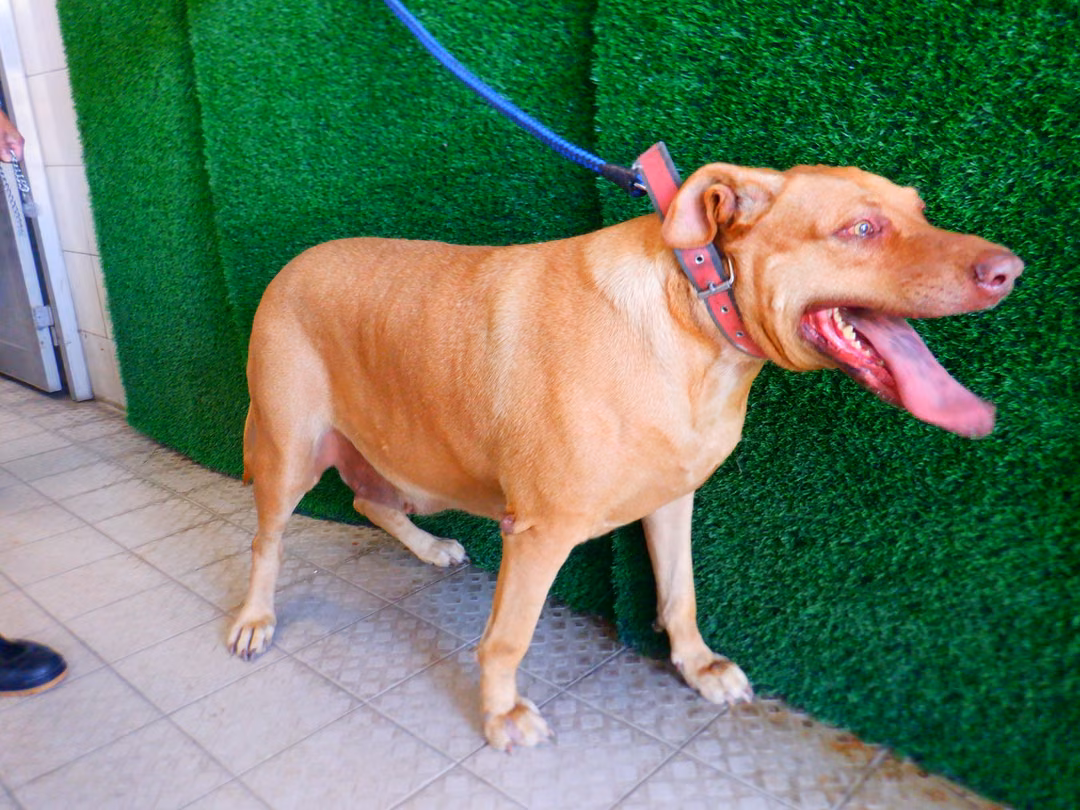 Tan adult female Formosan Mountain Dog, Large, shelter no. …0782