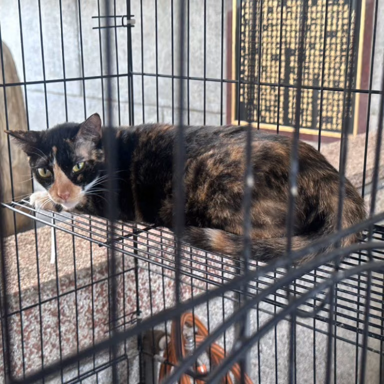 Gata mestiza hembra adulta (manchado), Mediano, refugio n.º …1040