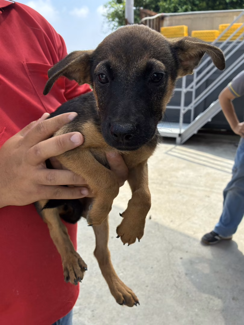 Black-and-tan young male mixed-breed dog, Small, shelter no. …7016