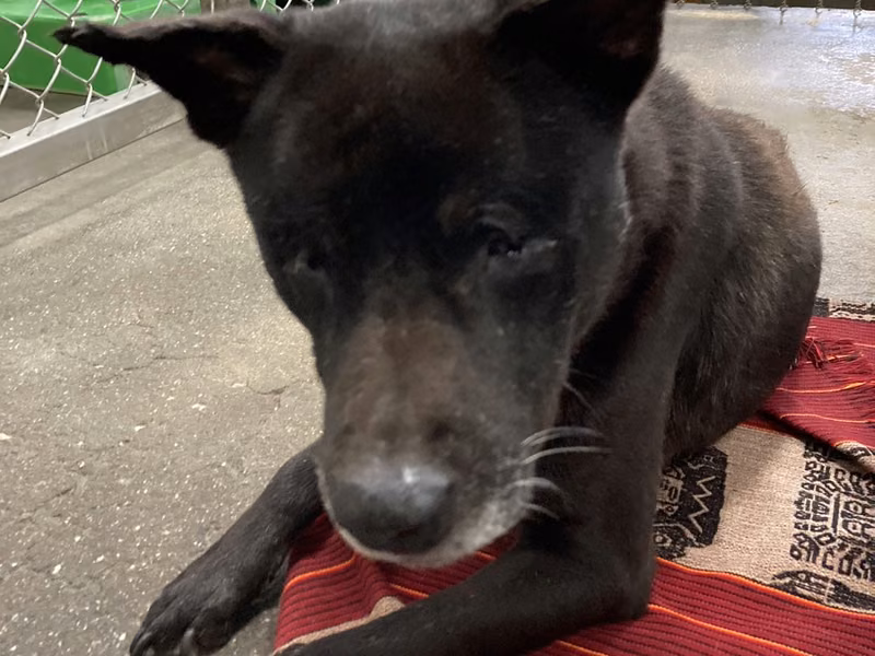 Black adult male mixed-breed dog, Medium, shelter no. …4001