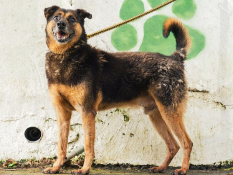 Black-and-tan adult male mixed-breed dog, Medium, shelter no. …3001
