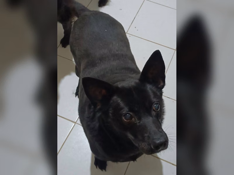 ミックス犬（メス・成犬・黒）、中型, 施設番号 …1002