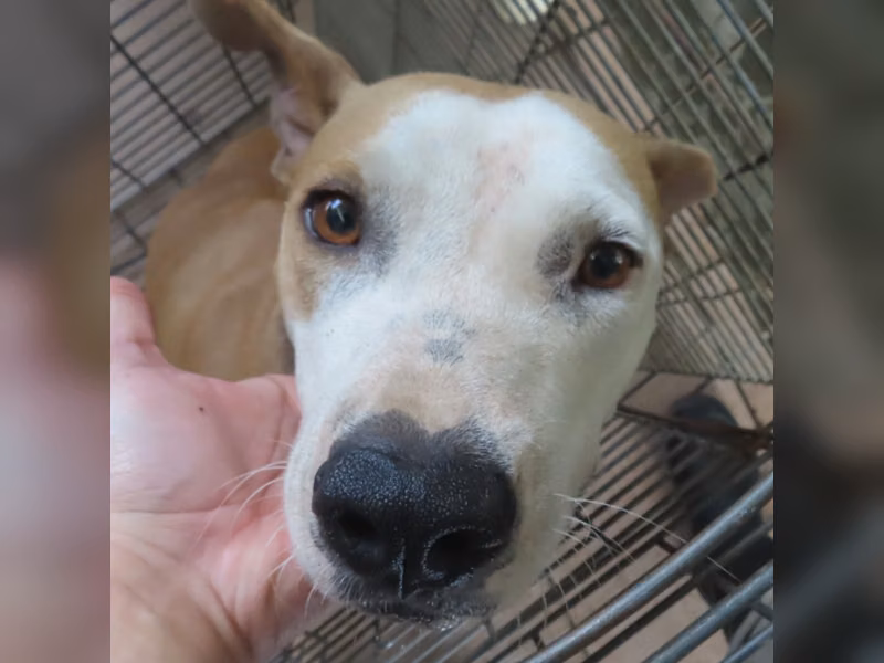 黄色成年母美國比特鬥牛犬，中型, 收容编号 …8-11