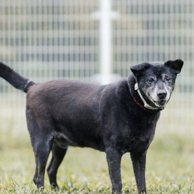Black adult male mixed-breed dog, Medium, shelter no. …5005