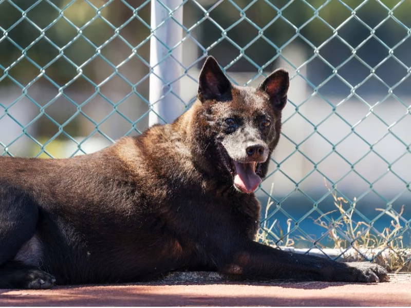 Black adult male mixed-breed dog, Medium, shelter no. …1609