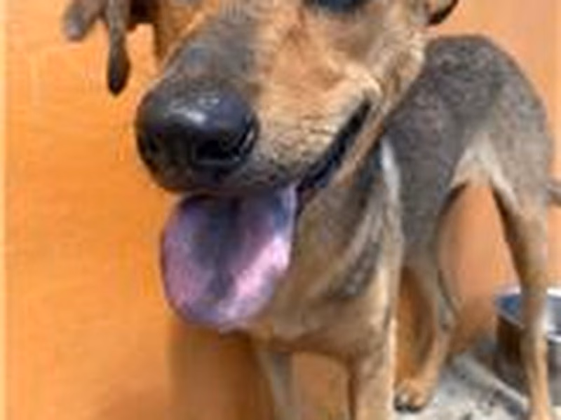 Black-and-tan adult female mixed-breed dog, Large, shelter no. …0032