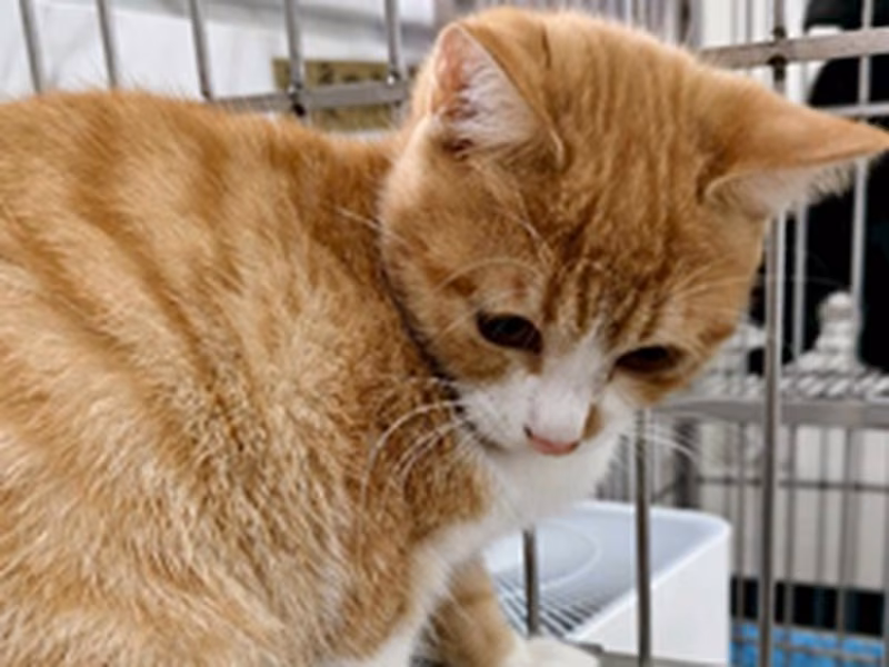 Orange tabby adult female mixed-breed cat, Medium, shelter no. …7008