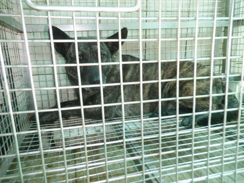 Tabby adult female mixed-breed dog, Medium, shelter no. …7858