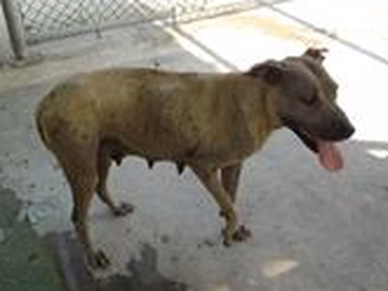 Gray adult female mixed-breed dog, Medium, shelter no. …1149