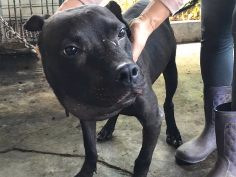 Black adult male American Pit Bull Terrier, Large, shelter no. …034D