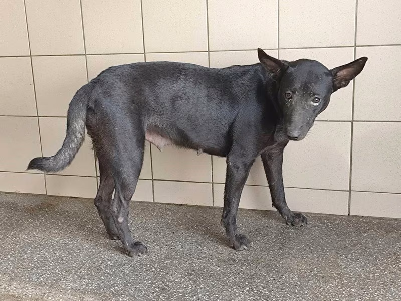 Black adult female mixed-breed dog, Large, shelter no. …1115