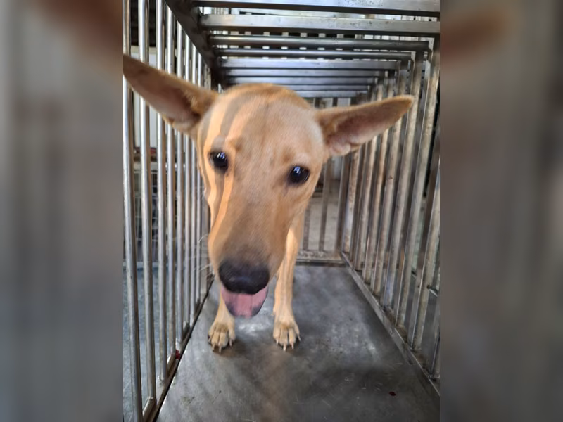 Tan adult female mixed-breed dog, Medium, shelter no. …0-07