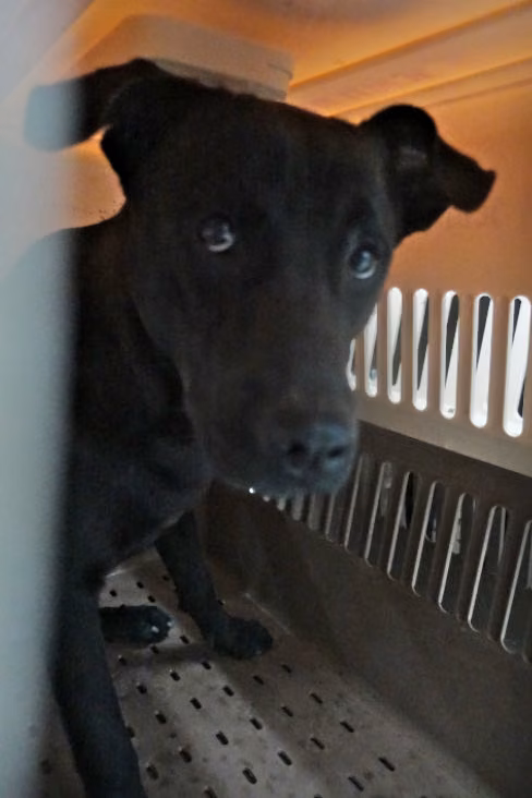Black adult female mixed-breed dog, Large, shelter no. …0175