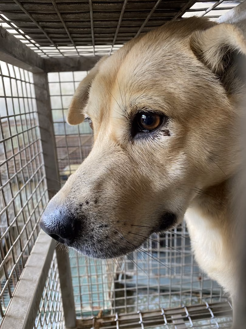 Tan adult male mixed-breed dog, Medium, shelter no. …6-02