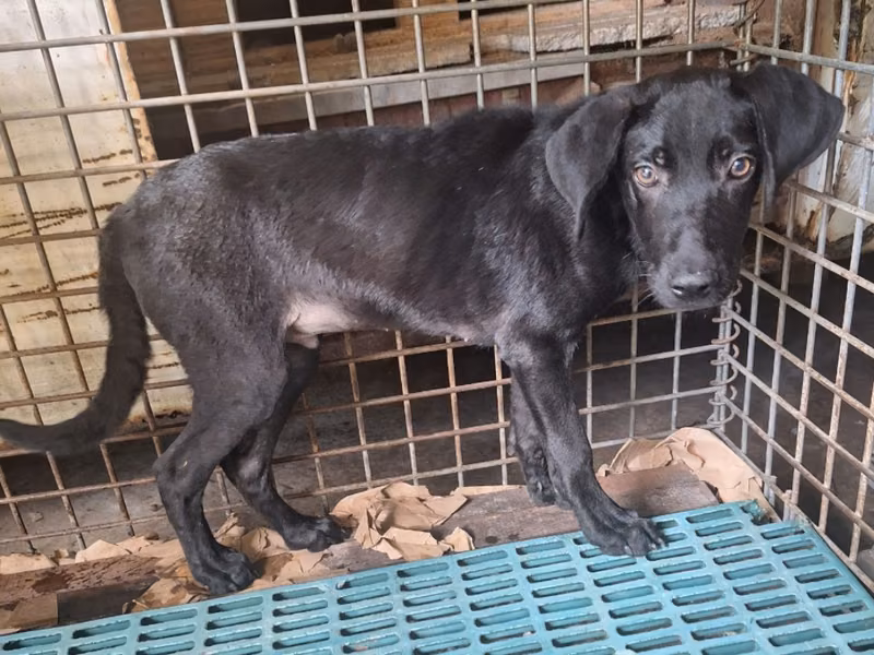 Black adult male mixed-breed dog, Large, shelter no. …037D