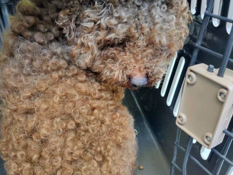 Brown adult male poodle, Small, shelter no. …1002