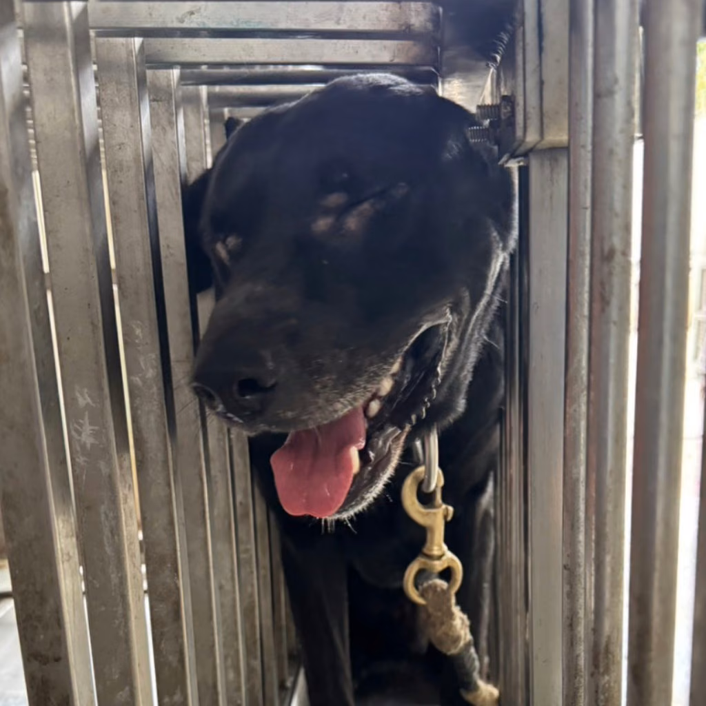 Black adult male mixed-breed dog, Large, shelter no. …2-04