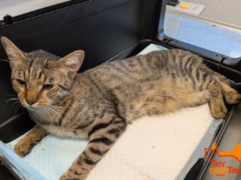 Brown tabby young male European Shorthair, shelter no. …3914