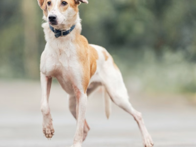 Tan-and-white young male mixed-breed dog, Medium, shelter no. …6001