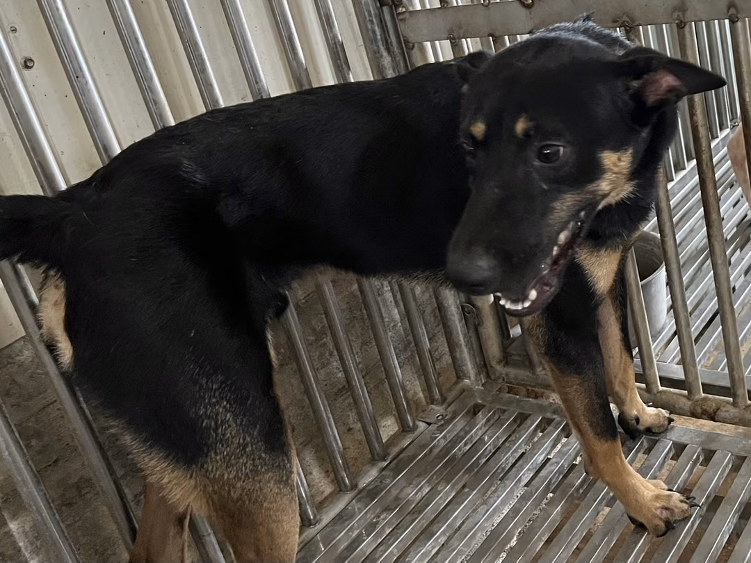 Black-and-tan adult male mixed-breed dog, Medium, shelter no. …4003