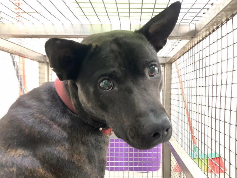 Tabby adult male mixed-breed dog, Medium, shelter no. …2402