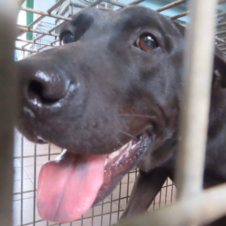 Black adult male mixed-breed dog, Medium, shelter no. …7-01