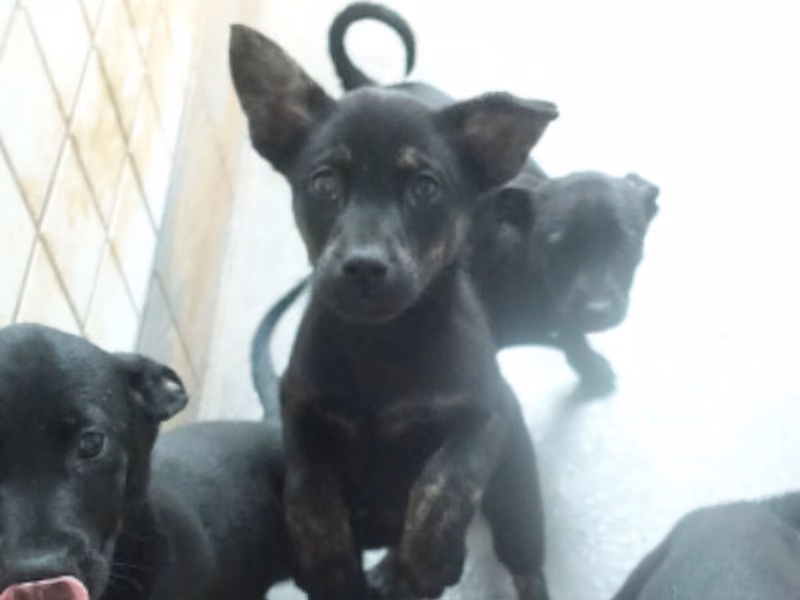 Black young mixed-breed dog, Small, shelter no. …0371