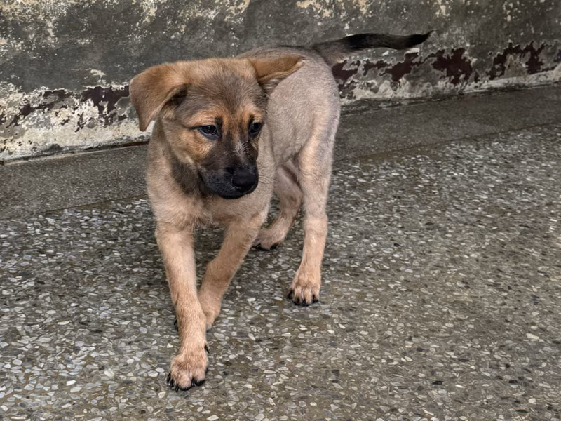 Black-and-brown young male mixed-breed dog, Small, shelter no. …9003