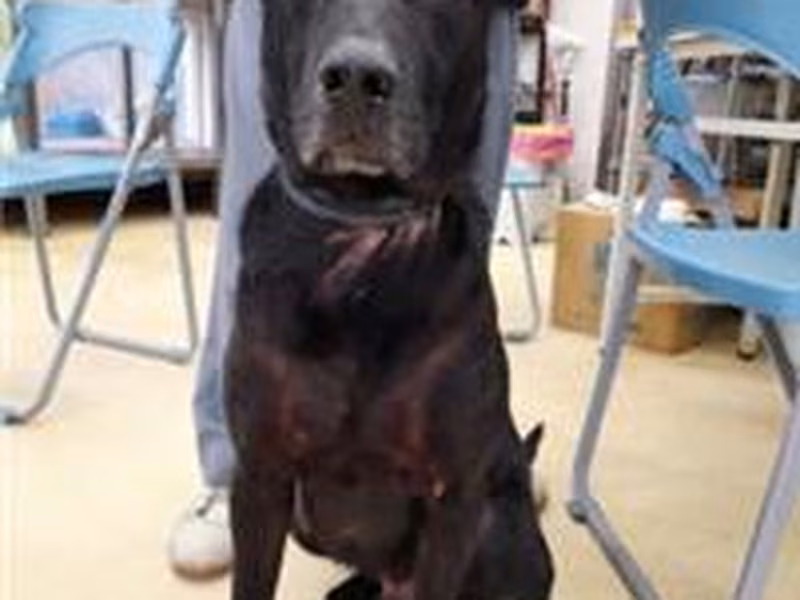 Black adult male mixed-breed dog, Medium, shelter no. …4002