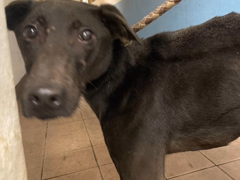 Black adult male mixed-breed dog, Medium, shelter no. …3001
