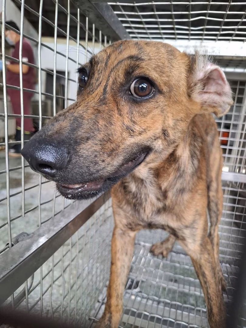 Tabby adult male mixed-breed dog, Medium, shelter no. …2-04