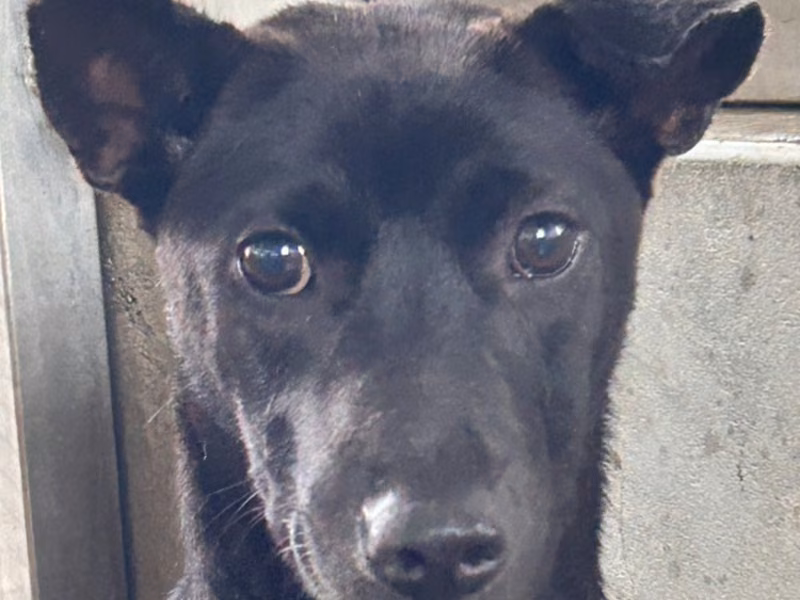 Black adult female mixed-breed dog, Large, shelter no. …0022