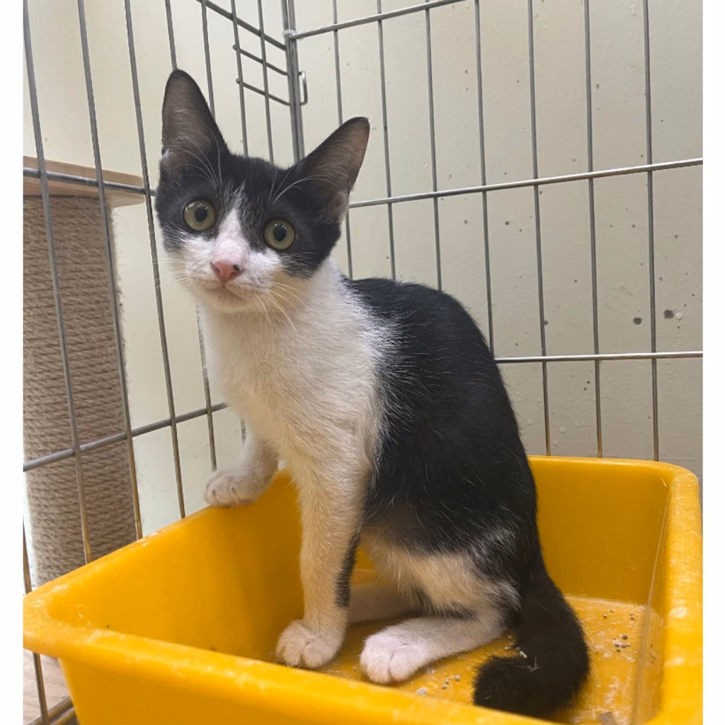 Black-and-white young male mixed-breed cat, Medium, shelter no. …0004