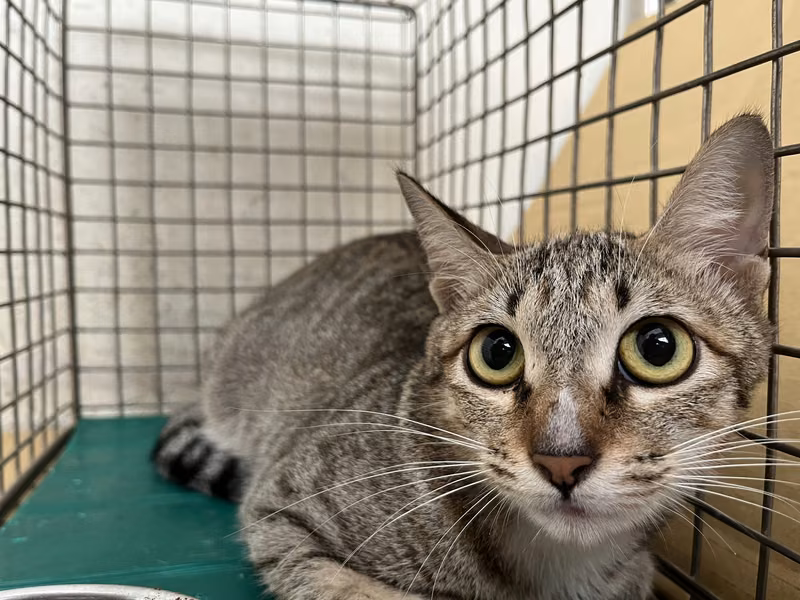 Tabby-and-white adult female mixed-breed cat, Medium, shelter no. …2110